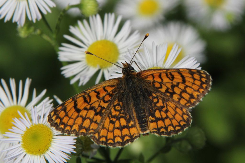 Melitaea phoebe